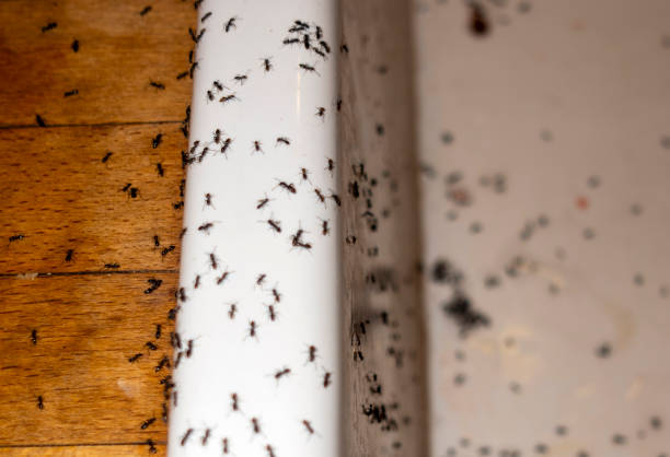 Best Flea Control Services  in Wamac, IN