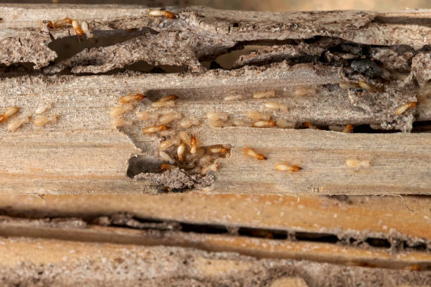 Best Wasp Removal Services  in Wamac, IN